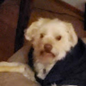 Meet your Posher, Shannen